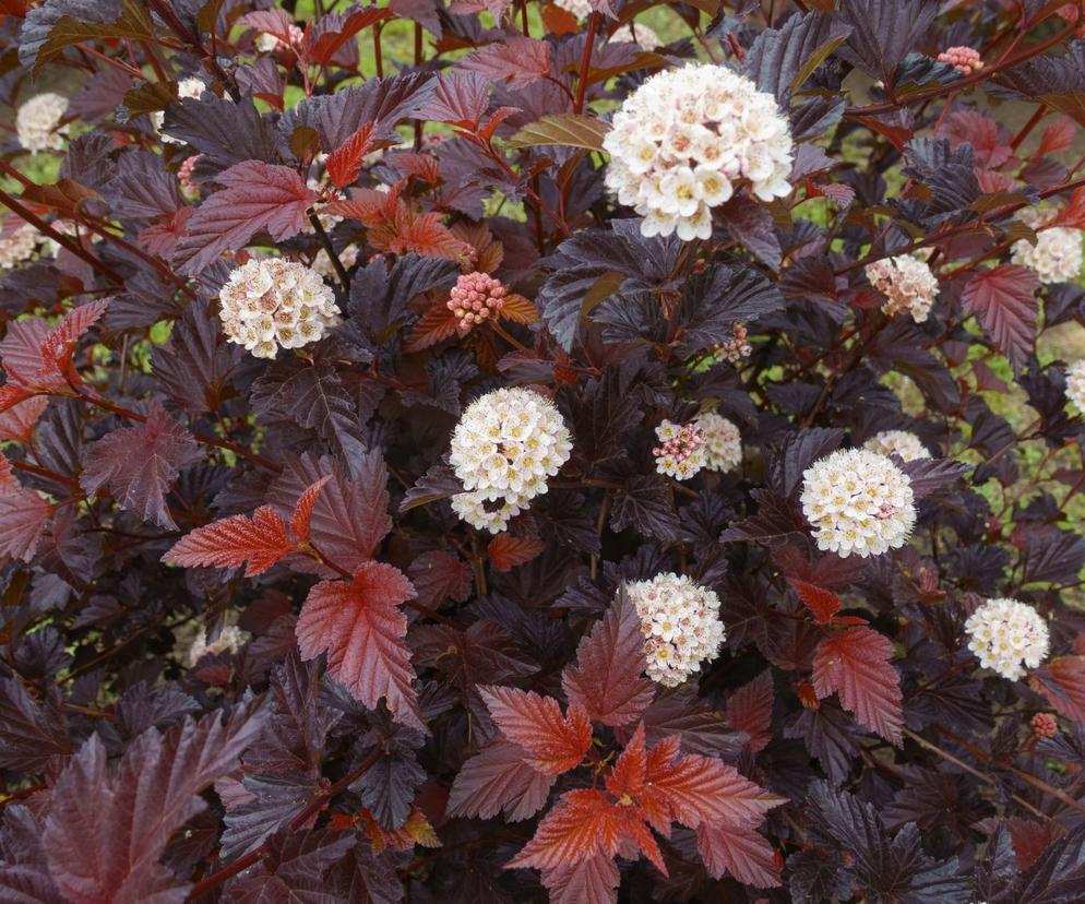 Pęcherznica kalinolistna