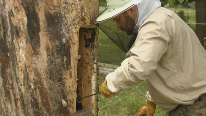Łowcy miodu: Na ratunek pszczołom - pokazy specjalne z okazji Dnia Ziemi