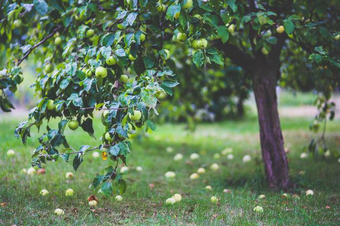 Lubuskie: Piknik pod jabłoniami i inne atrakcje. Będzie impreza w Parku Mużakowskim