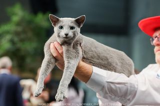Bacardi, najpiękniejszy kot świata