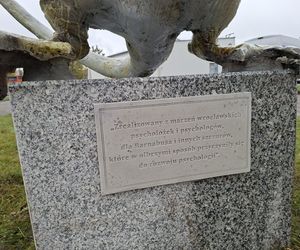 Nie krasnal, a szczur. Wrocław ma nowy, zaskakujący pomnik z ważnym przesłaniem