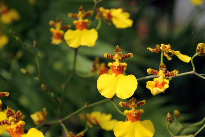 Oncidium = Motylnik - Oncidium