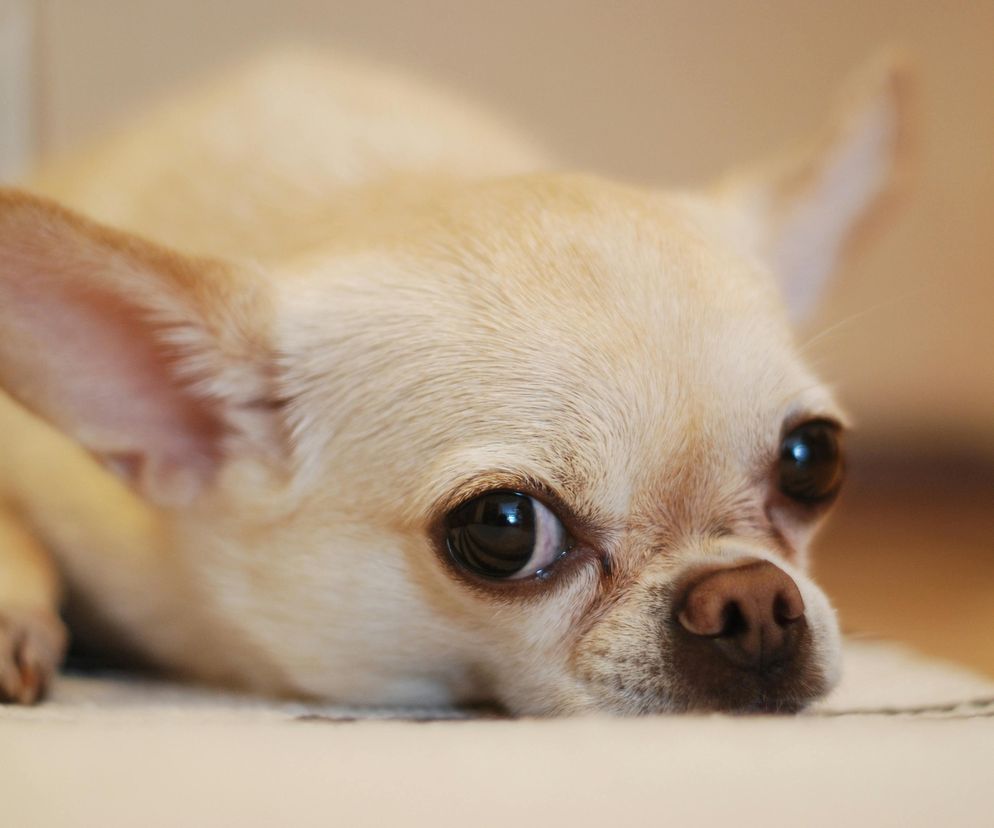 Mała bohaterka. Chihuahua pomogła uratować mężczyznę, który wpadł do szczeliny lodowca 