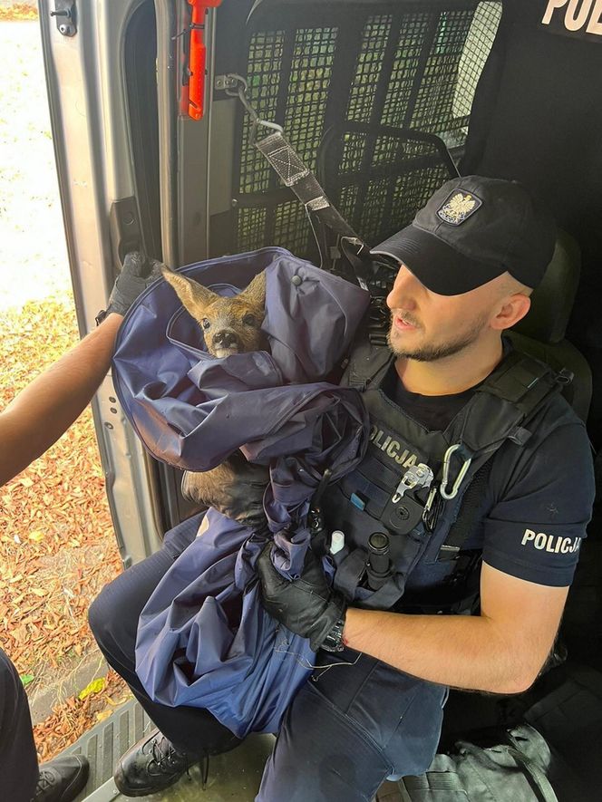 Policjanci uratowali tonącą sarenkę