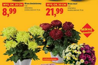 Promocja na znicze w Lidlu