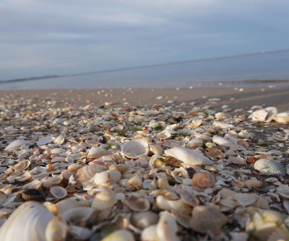 Te zachodniopomorskie plaże i mariny otrzymały Błękitną Flagę. Lista miejsc