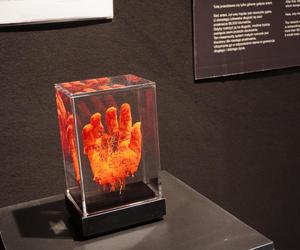 Wystawa z ludzkiego ciała. Body Worlds powróciła do Gdańska po 5 latach 