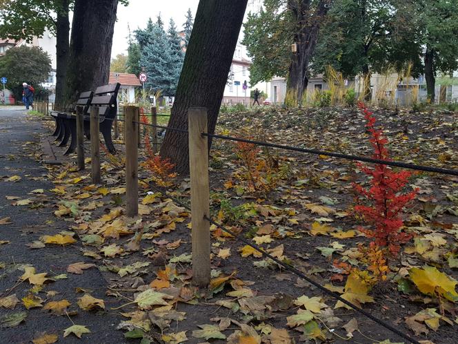 Rośliny posadzone, brakuje tylko kilku elementów. Skwer dr. Kuźniaka w Lesznie prawie gotowy