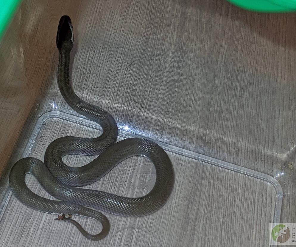 Wąż mahoniowy wszedł do ubikacji