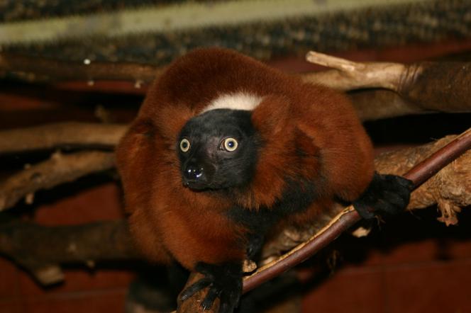 Lemur
