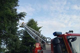 Nietypowa akcja strażaków. Sówki chciały zbyt szybko wylecieć z gniazda? 