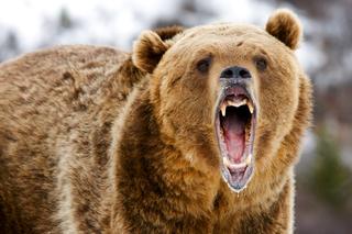 Szok! Niedźwiedź spaceruje po ulicach w Sanoku! Policja ostrzega. WIDEO