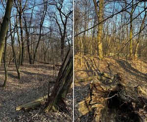 Miały być bloki, zostanie park! Warszawa uratowała Wiśniewo przed deweloperami