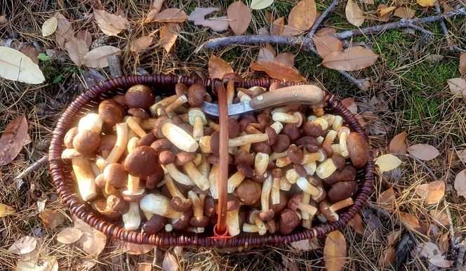 Prawdziwe skarby jesieni. Listopad to idealny czas na grzyby w Świętokrzyskiem? [Zdjęcia Waszych zbiorów]