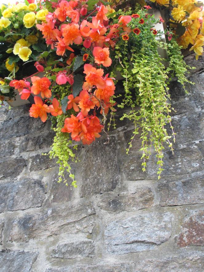 Begonia bulwiasta