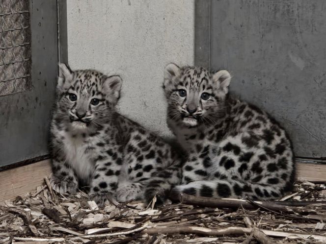 W śląskim zoo na świat przyszły dwie urocze pantery śnieżne. Tak rodzi się piękno