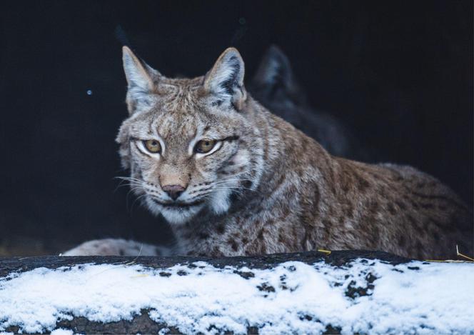 Zima w zoo we Wrocławiu. Zobacz, jak zwierzaki radzą sobie w chłodne dni 