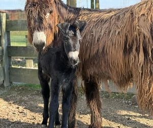 Nowy mieszkaniec zoo w Wojciechowie. To osiołek poitou