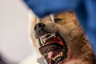Pies Gizmo u dentysty