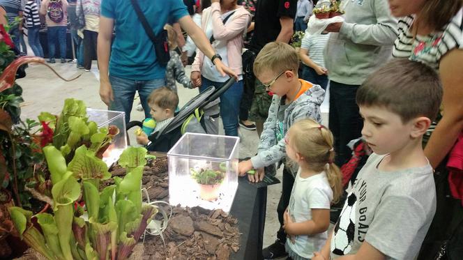 Krwiożercze rośliny opanowały katowicki Spodek! Trwa Festiwal Roślin Owadożernych [ZDJĘCIA, AUDIO]
