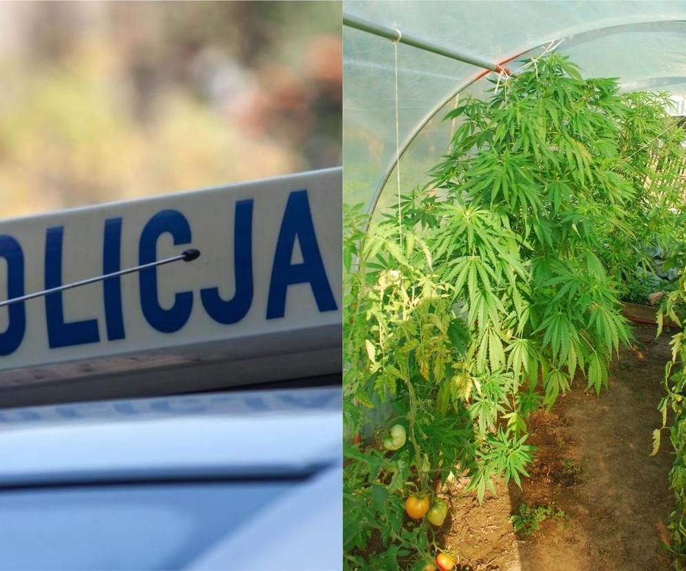39-latek z gminy Sztutowo ukrył marihuanę między pomidorami