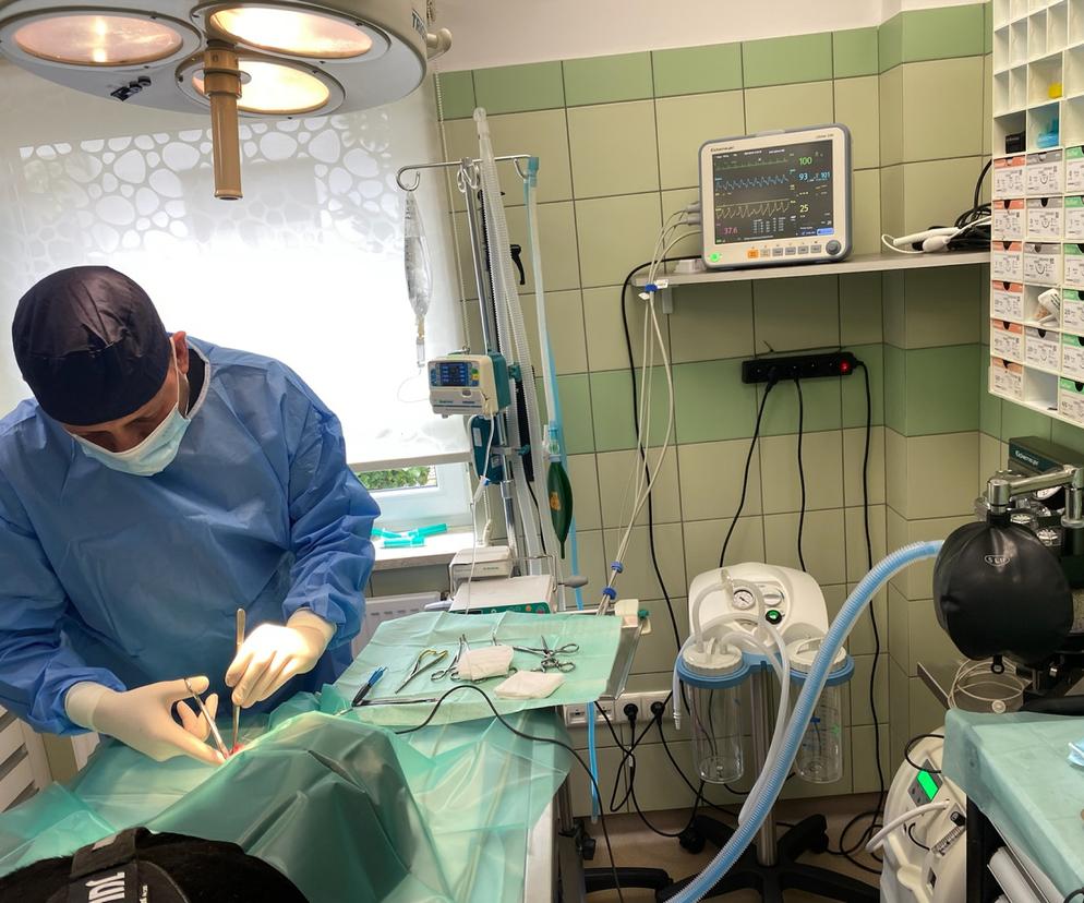 W Anglii chcieli go uśpić w Przemyślu uratowali