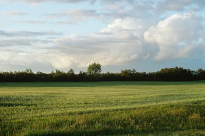 Odrolnienie i wyłączenie działki z produkcji rolnej. Jak to zrobić, gdy nie ma planu zagospodarowania przestrzennego?