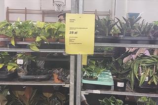 Tłumy na Festiwalu Roślin w Rzeszowie [GALERIA]