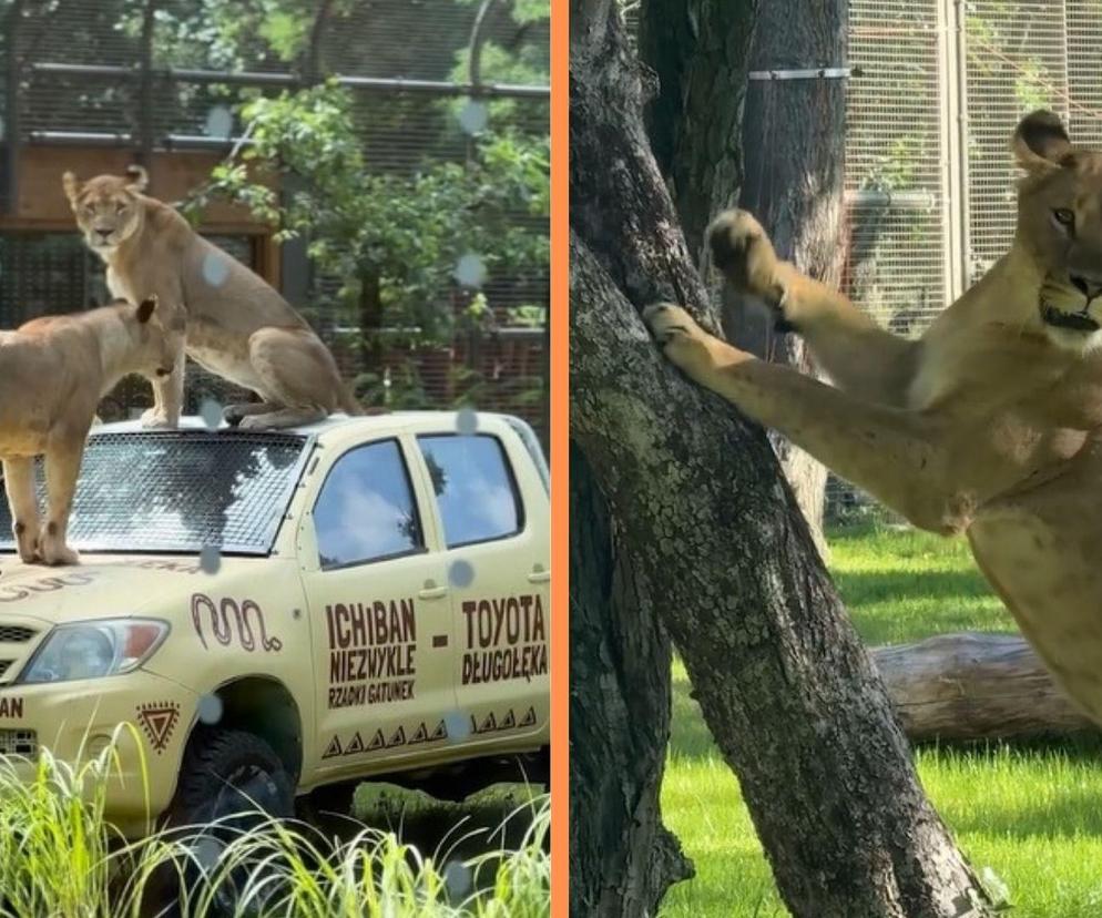 Nowa atrakcja zoo we Wrocławiu otwarta. Zobacz lwice na wybiegu 