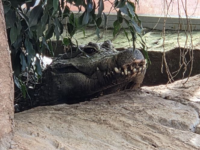 Egzotyczny świat na wyciągnięcie ręki! Zaglądamy do akwarium-terrarium w Myślęcinku