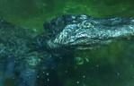 Zmarł aligator, który pamiętał II wojnę światową