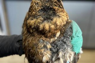 Sowa alfa wpadła do komina i poparzyła skrzydła