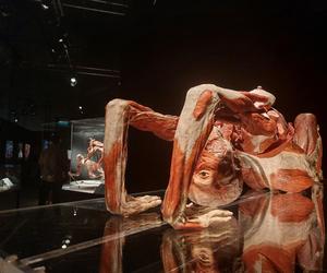 Wystawa Body Worlds w Szybie Wilson w Katowicach