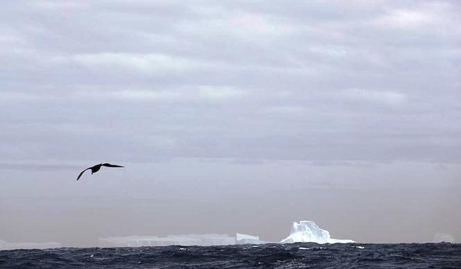"SELMA" Rejs Trawers Shackletona - pojawiły się góry lodowe, fot. SelmaExpeditions