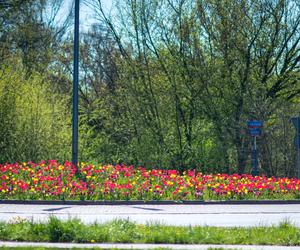 Warszawa utonęła w kolorowych tulipanach