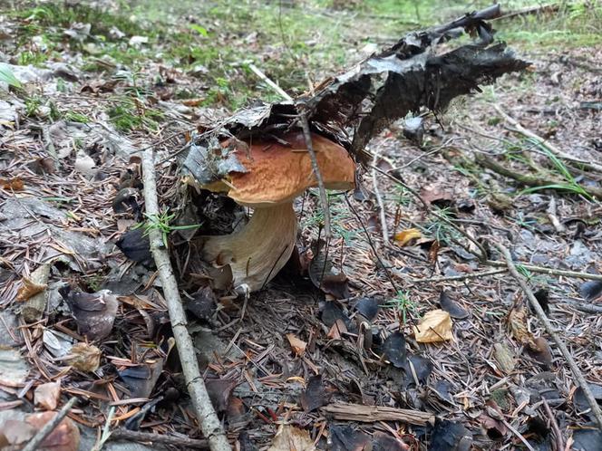 Rosną jak grzyby po deszczu! Grzybiarze szykują się na żniwa