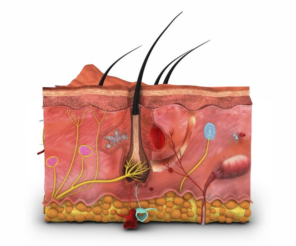 Łuszczyca nie jest zaraźliwa - nie można jej złapać jak grypy czy grzybicy.