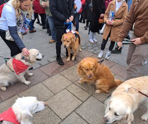 33. Finał WOŚP z grupą krakowskich Golden Retrieverów