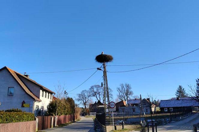 Pierwszy bocian przyleciał do mazurskiej Krutyni. Natychmiast wziął się za remont gniazda! [ZDJĘCIA]