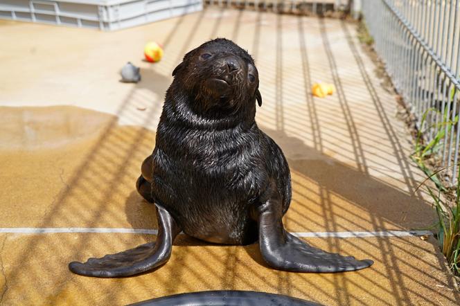 W ZOO Wrocław na świat przyszedł prawdziwy MODEL! Zobaczcie, jak pozuje młodziutki kotik