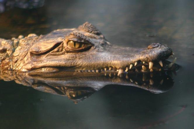 Tak wyglądają zwierzęta mieszkające w śląskim ZOO