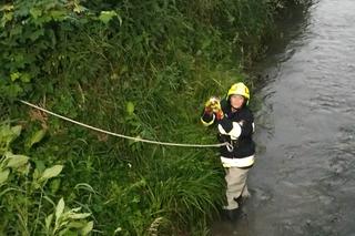 Strażacy wyciągnęli kota z rzeki