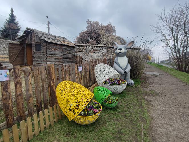 Zagajnik wielkanocny w Będzinie. Można go zobaczyć na Wzgórzu Zamkowym 