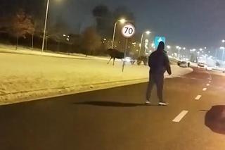 Łosie w środku Białegostoku. Biegały przy Auchan. Doszło do zderzenia