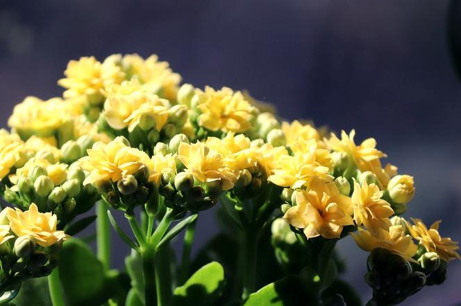 Kalanchoe Blossfelda