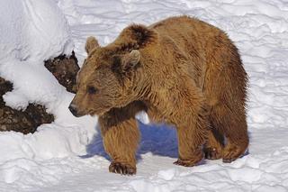 Spotkał niedźwiedzią mamę z trójką młodych w Bieszczadach i WSZYSTKO NAGRAŁ! Zobacz niesamowite nagranie