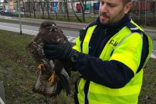 Policjanci uratowali myszołowa