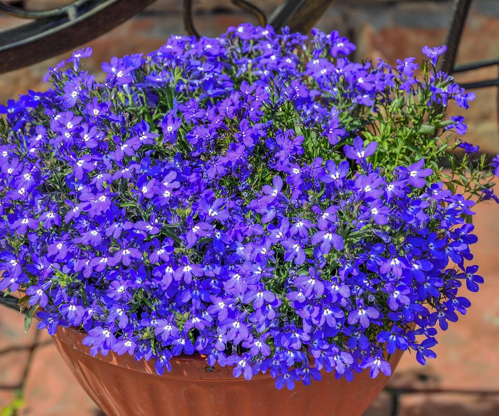 Lobelia 