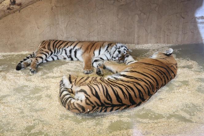 Rodzina tygrysów amurskich (syberyjskich) w Śląskim ZOO