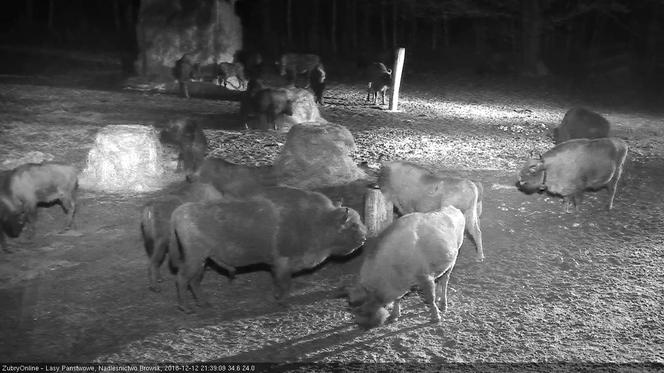 Żubry online. Obserwuj żubry na żywo zupełnie za darmo [WIDEO LIVE]
